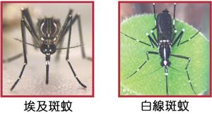 病媒蚊種類 病媒蚊種類